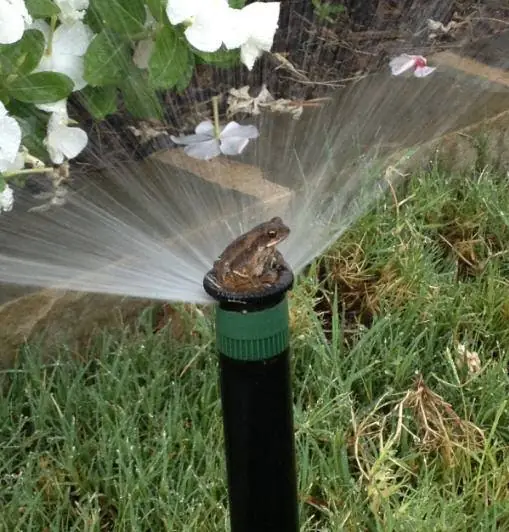 A frog sitting on top of a pop-up sprinkler head