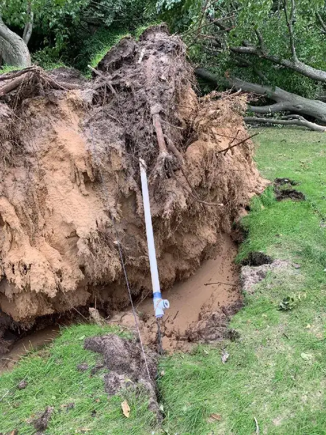 An uprooted tree exposing a broken PVC irrigation line in the trench